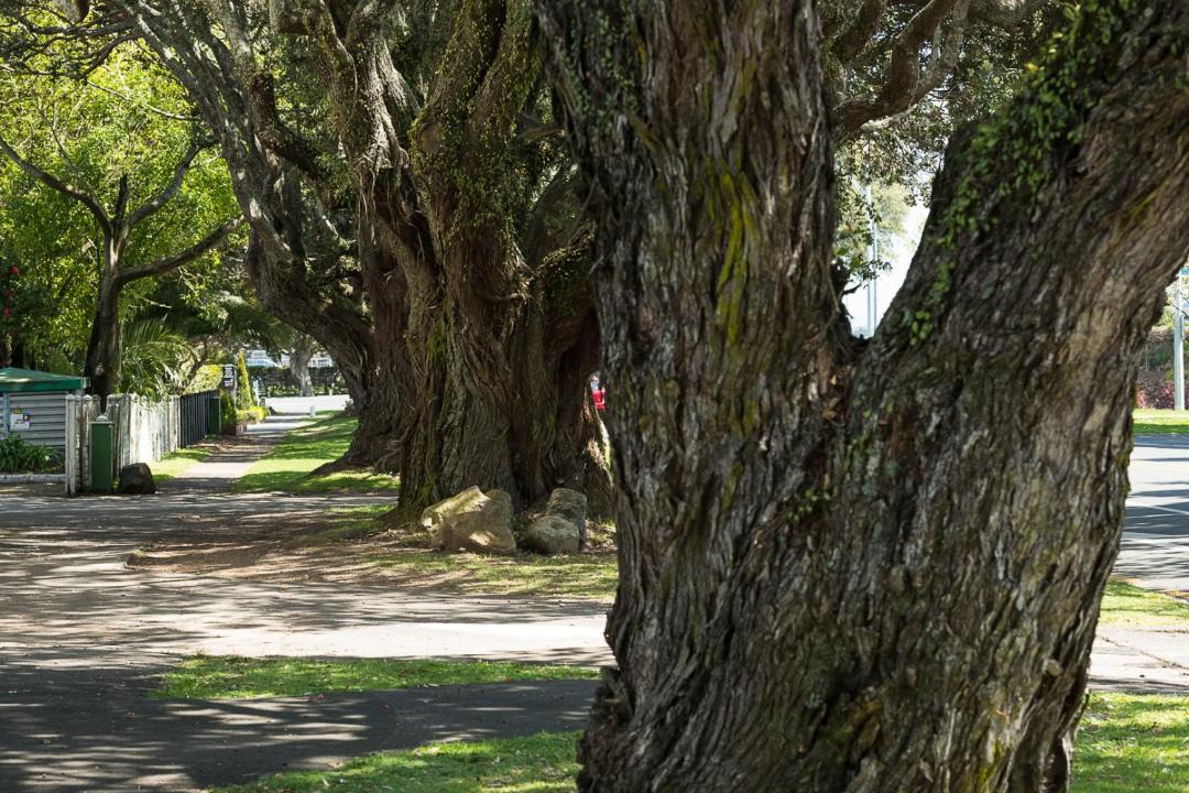 Photo of Others in Tauranga