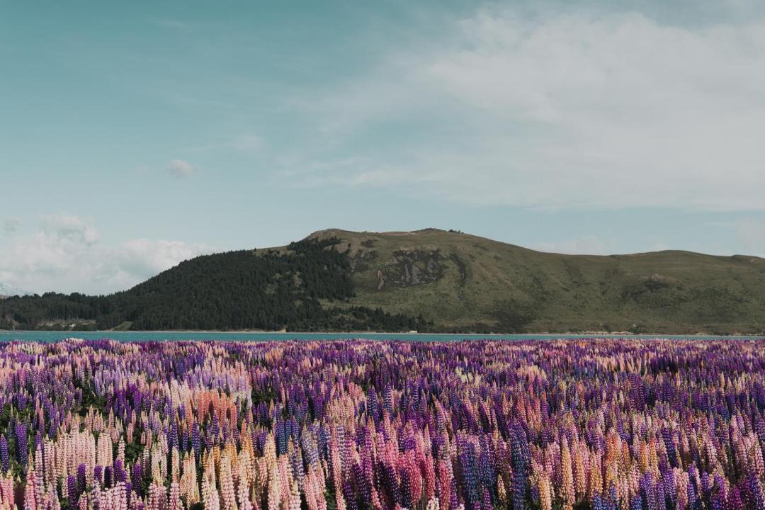 Photo of Others in Tekapo