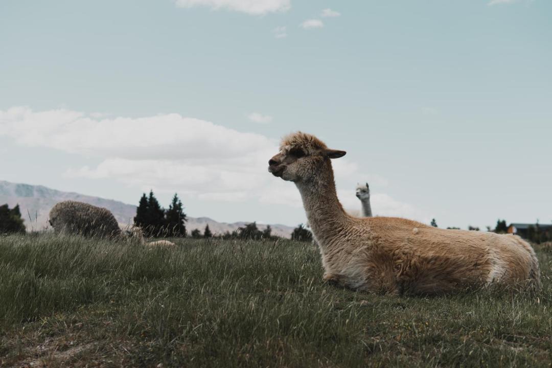 Photo of Others in Tekapo