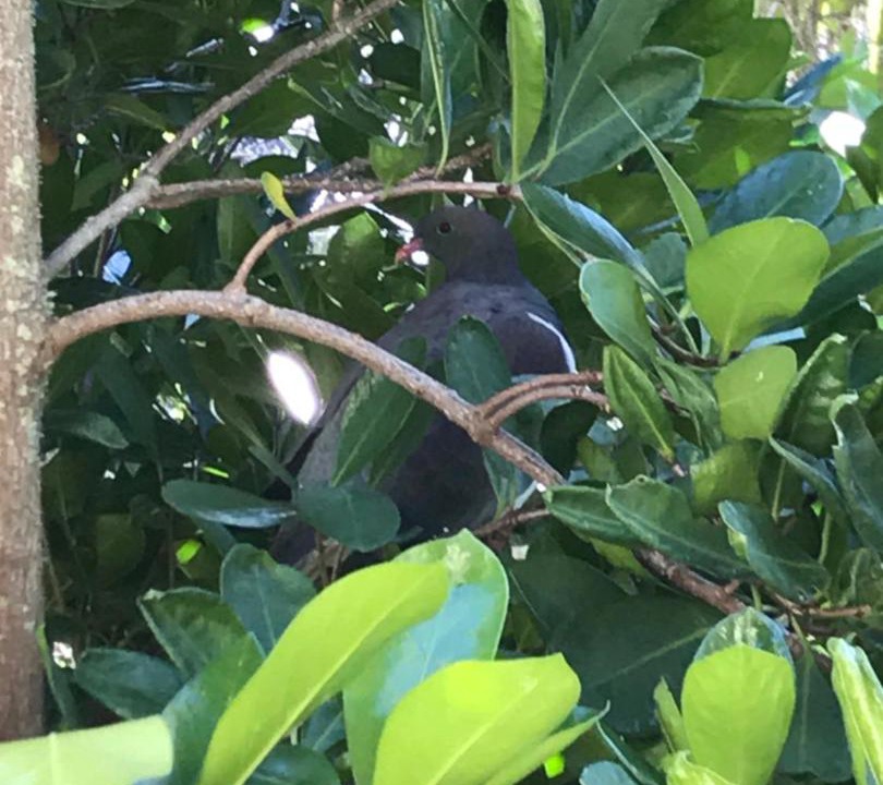 Photo of Others in Akaroa
