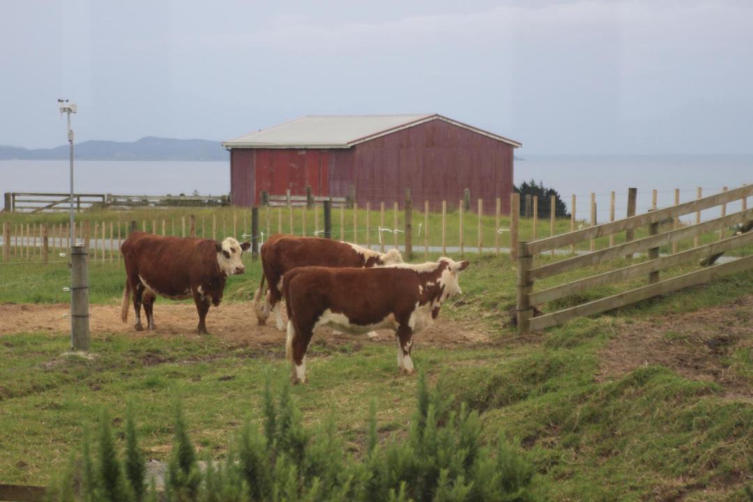 Photo of Others in Cable Bay