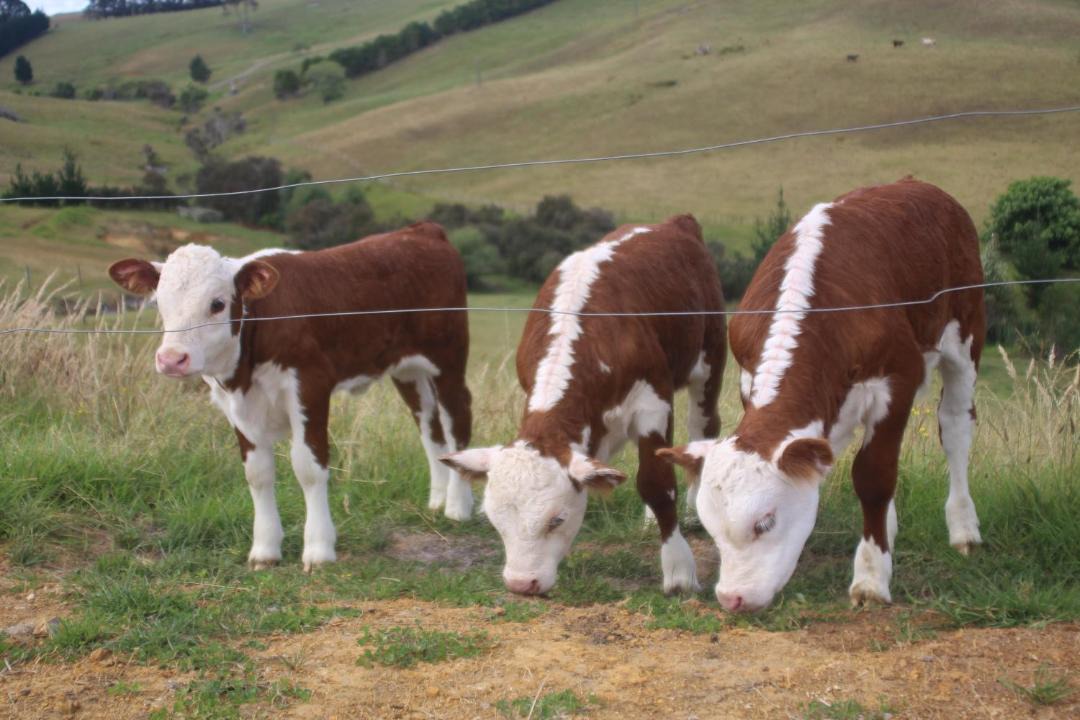 Photo of Others in Cable Bay