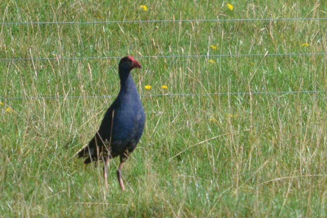 Photo of Others in Oamaru