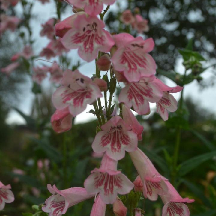 Photo of Outdoor in Oamaru