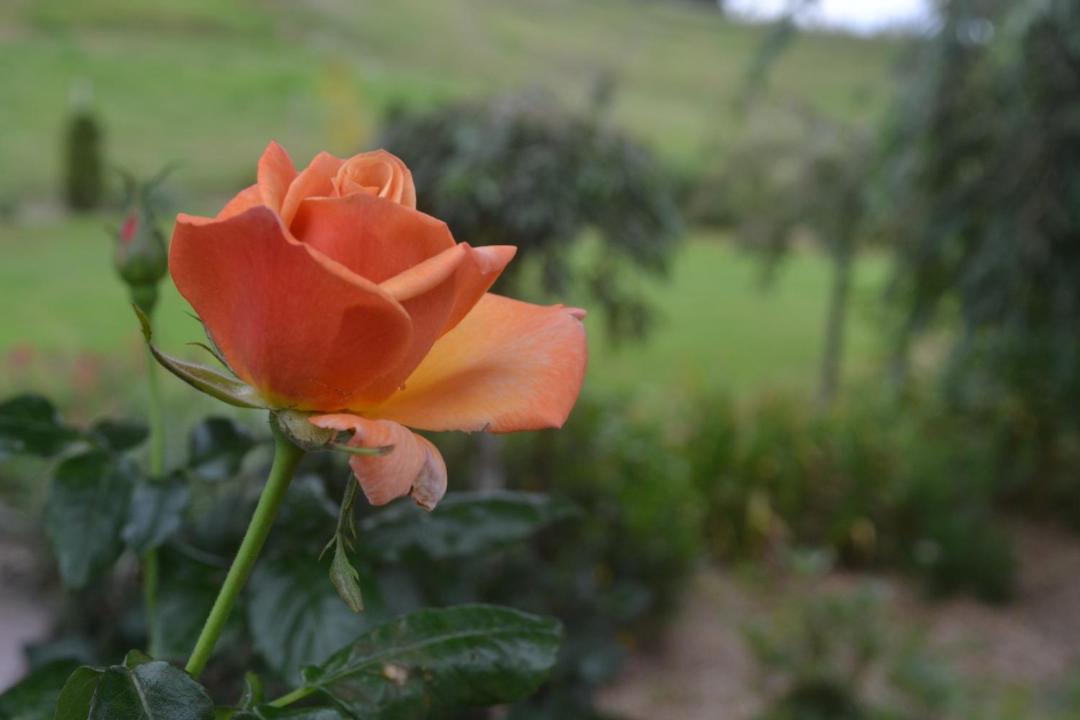 Photo of Outdoor in Oamaru
