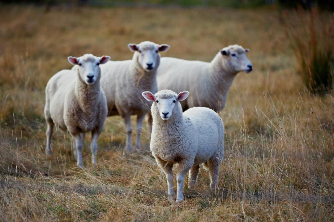 Photo of Others in Kaikoura