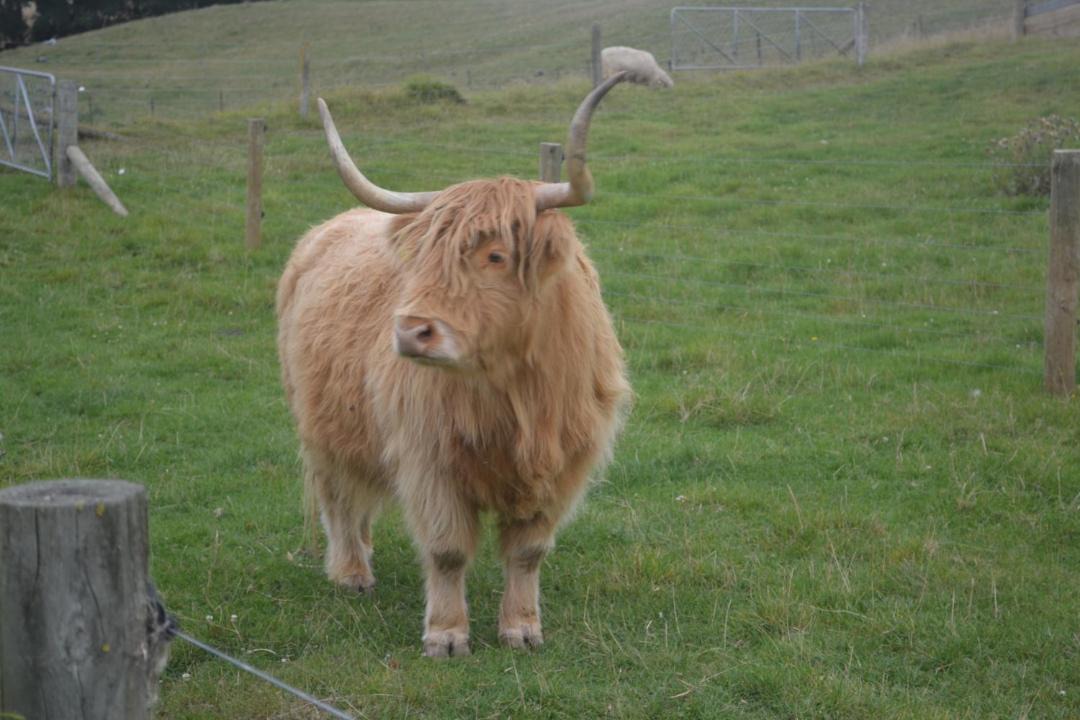 Photo of Others in Oamaru