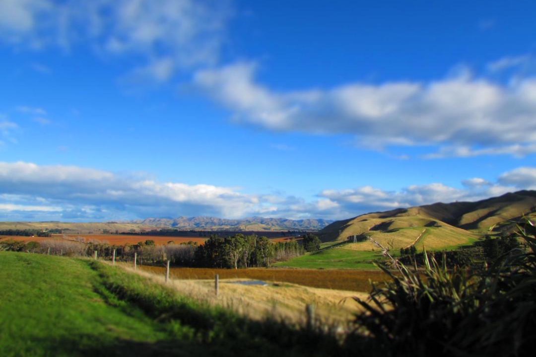 Photo of Others in Blenheim
