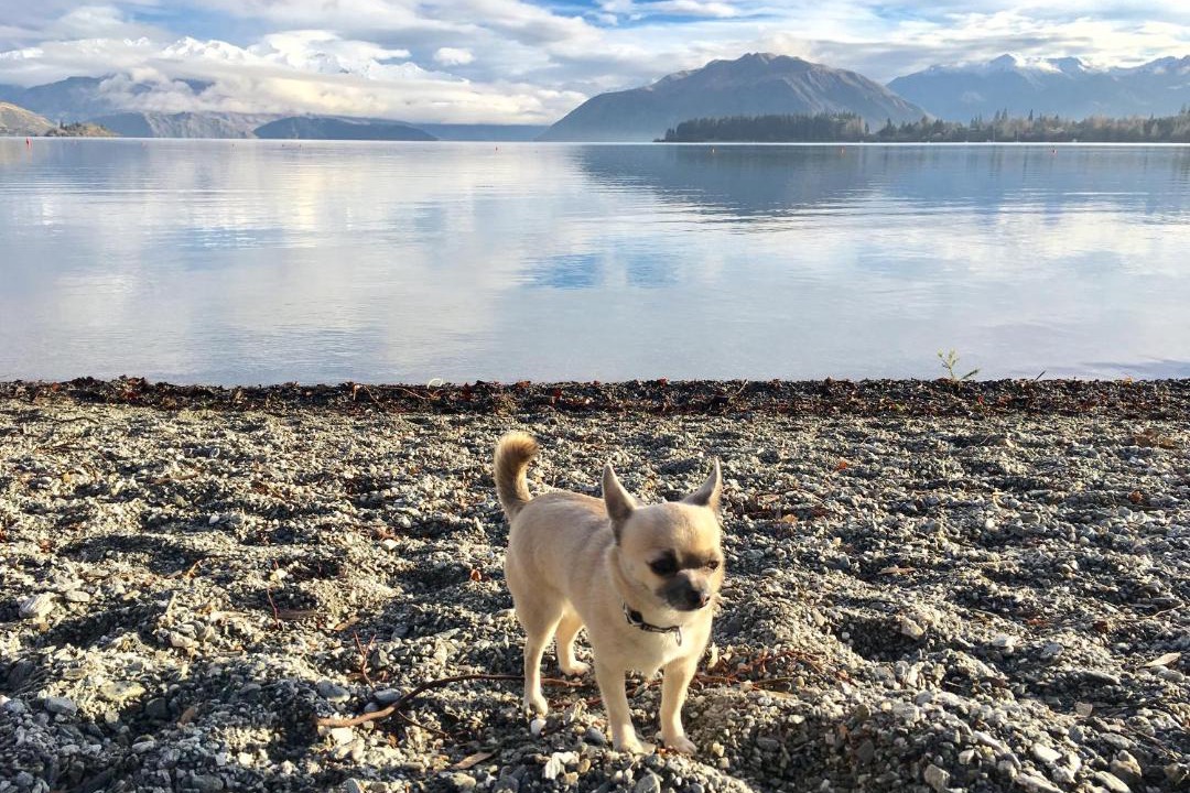Photo of Others in Wanaka