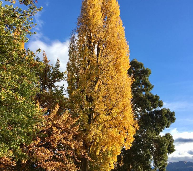 Photo of Others in Wanaka