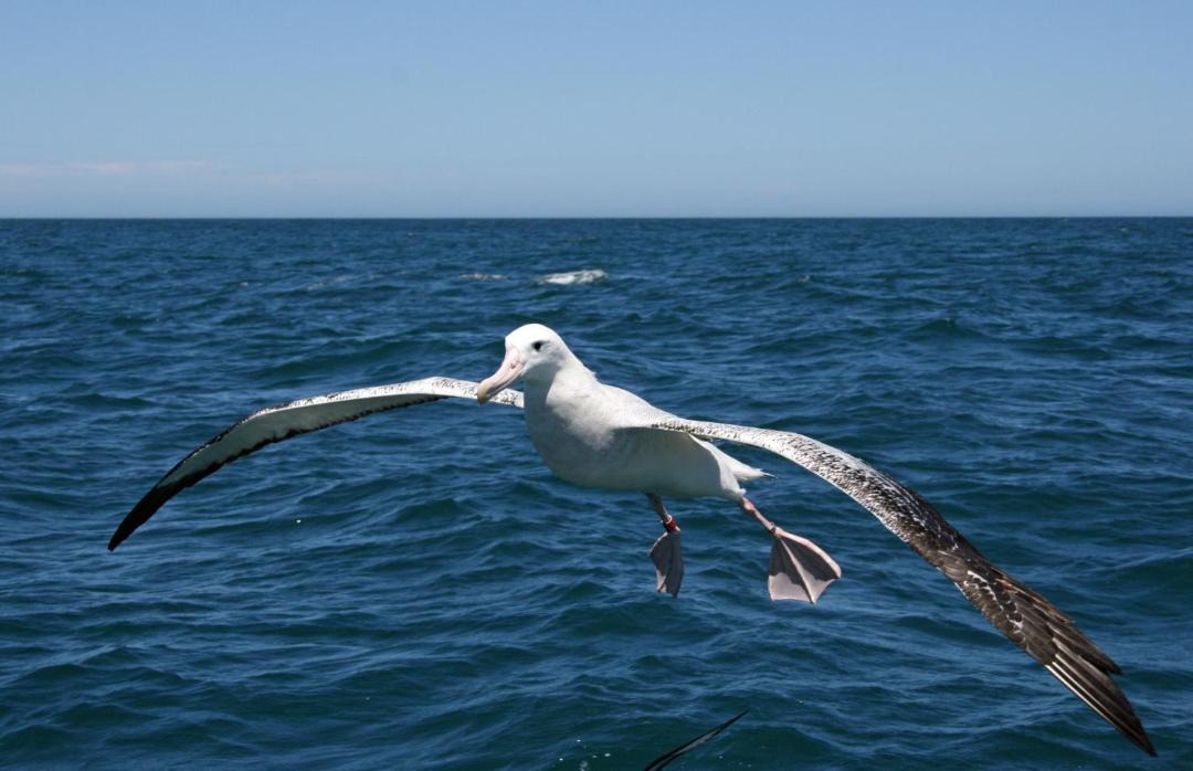 Photo of Others in Kaikoura