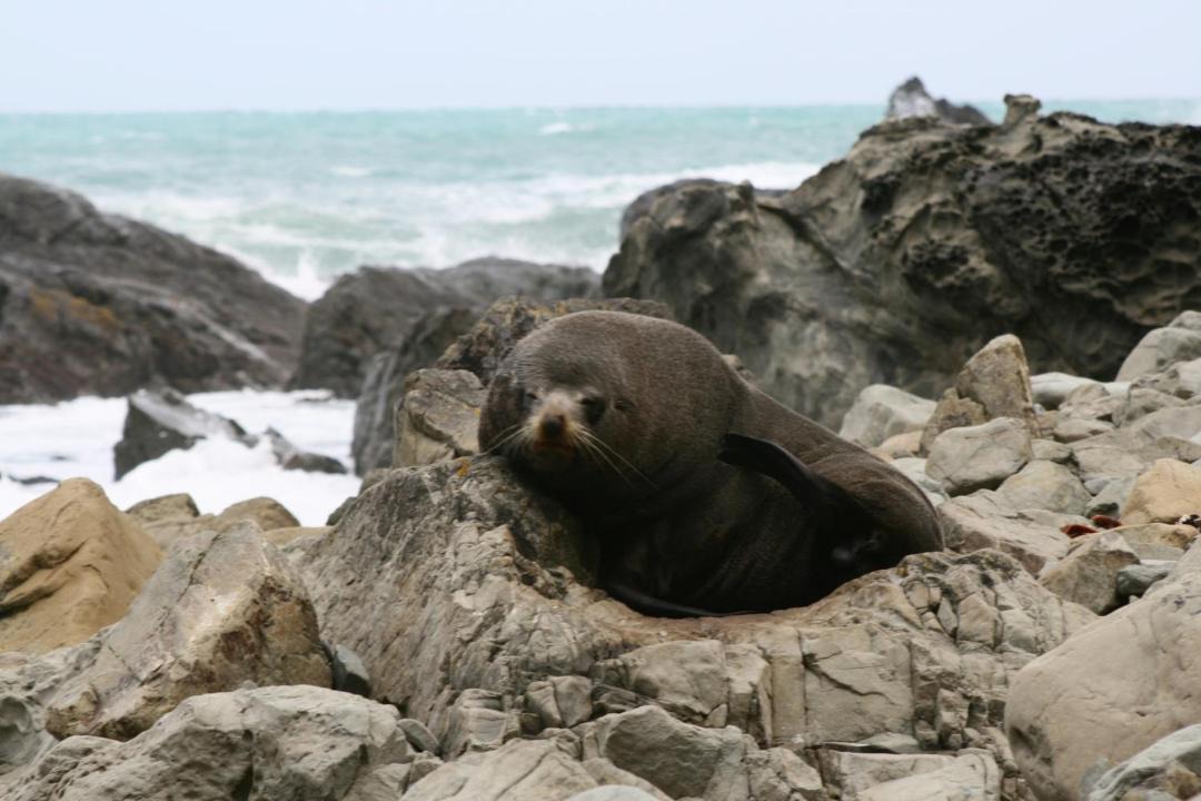 Photo of Others in Kaikoura