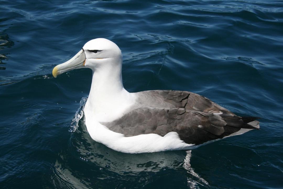 Photo of Others in Kaikoura