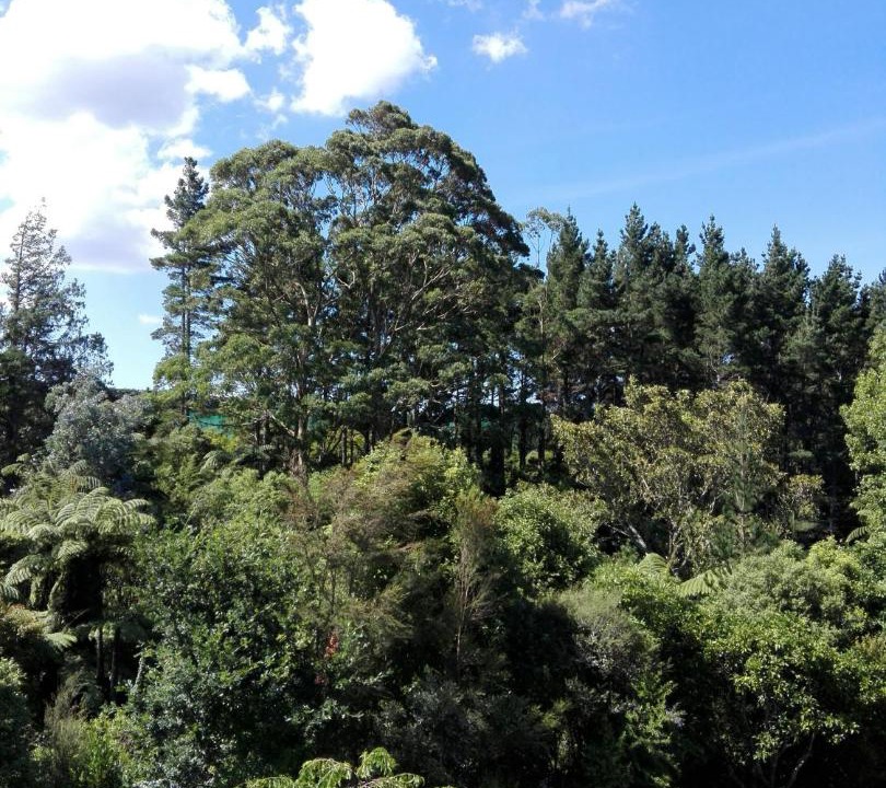 Photo of Others in Katikati
