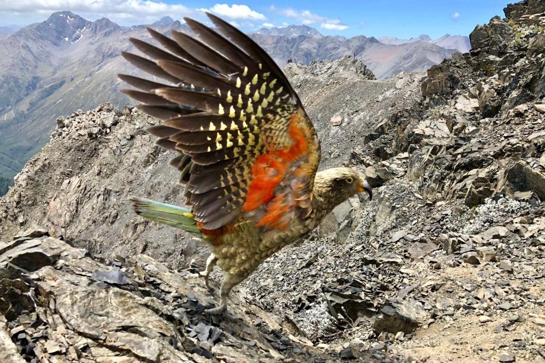 Photo of Others in Arthur's Pass