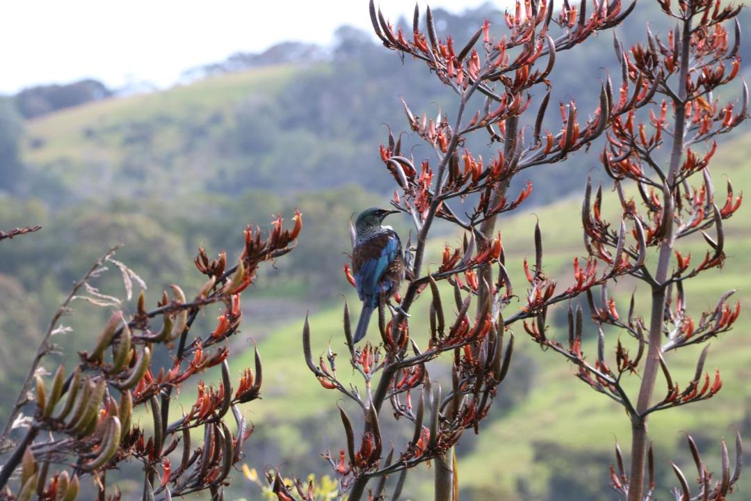 Photo of Others in Tawharanui