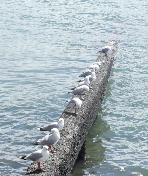 Photo of Others in Akaroa