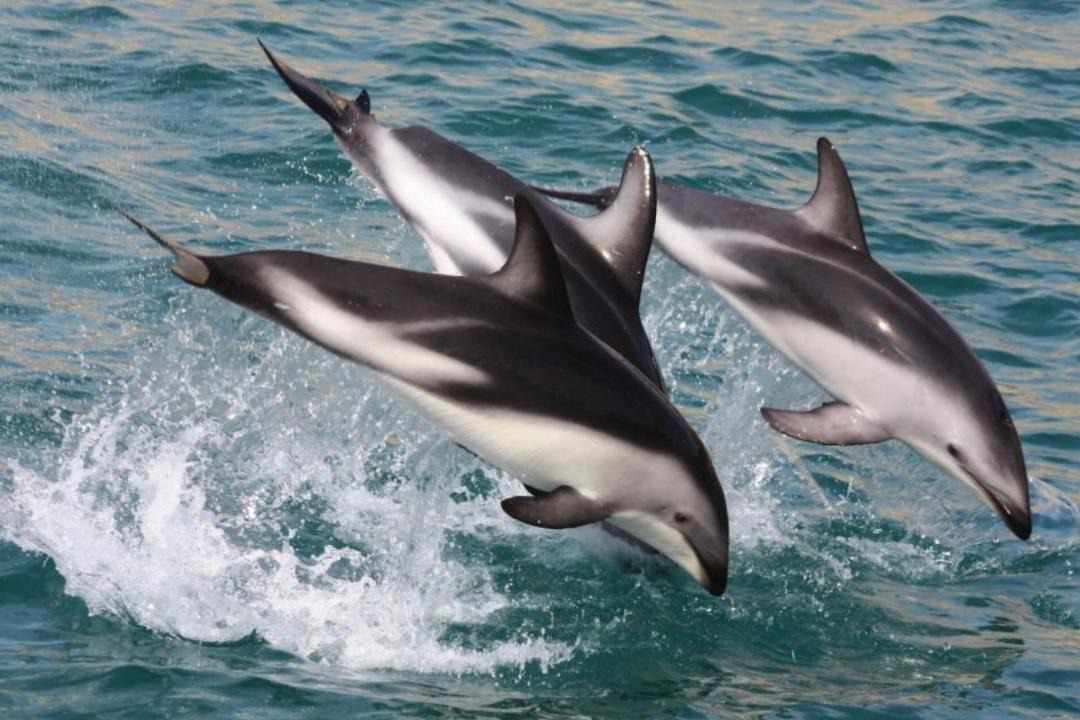 Photo of Others in Waikawa Bay