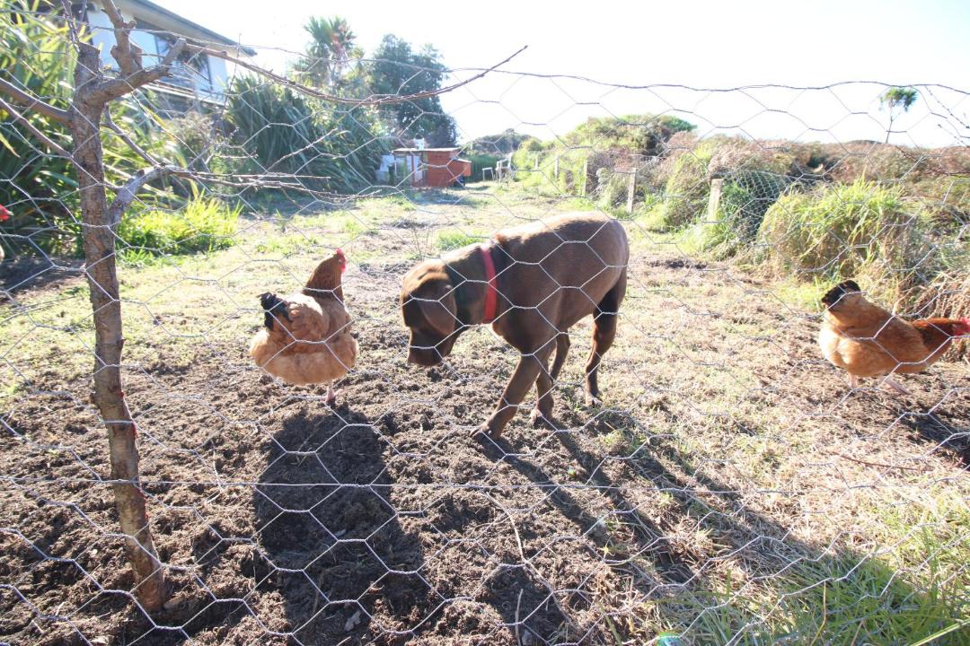 Photo of Others in Ohope