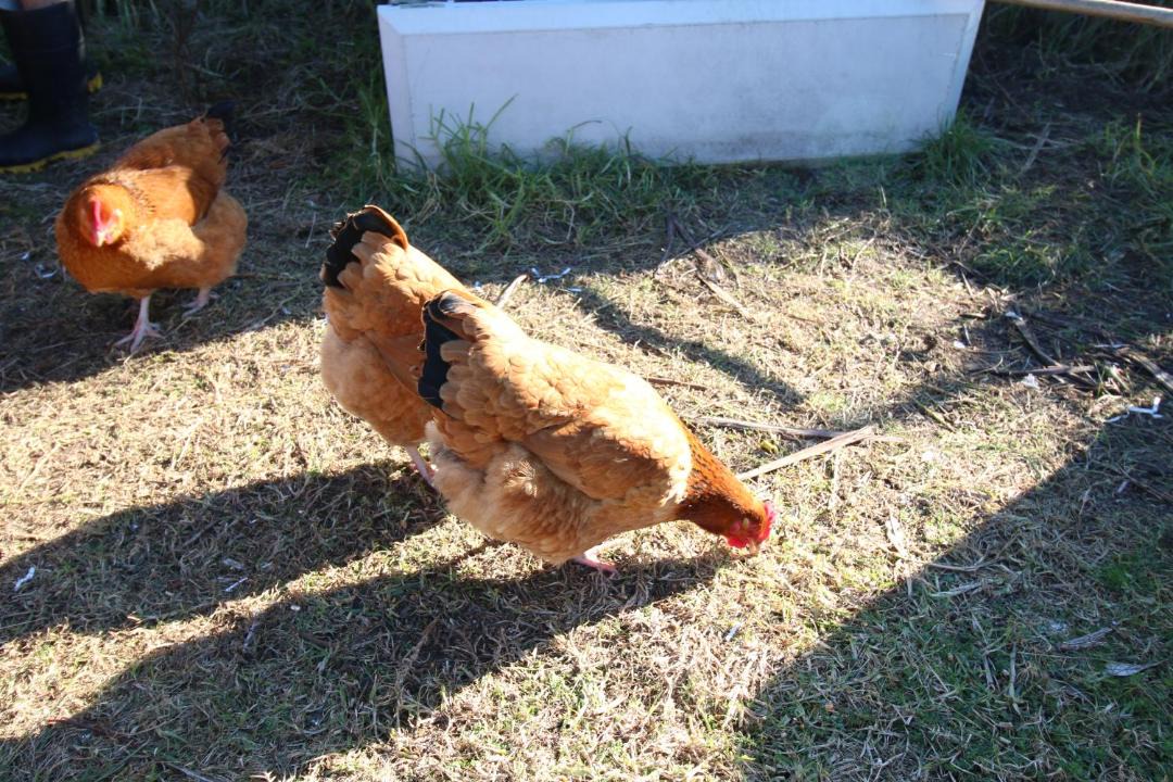 Photo of Others in Ohope