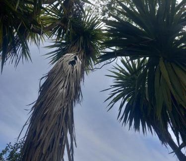 Mapua Apartment | Mapua Cabbage Trees