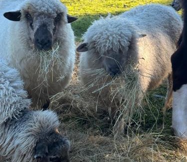 Wakefield Other | Henarata Homestead