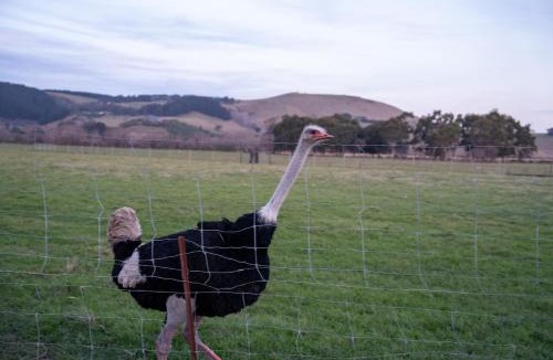 Tai Tapu House | Westoby Farm Villa - Cosy, Rural with Character