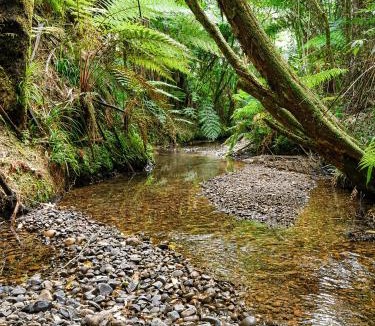 Raglan House | Fantail Valley