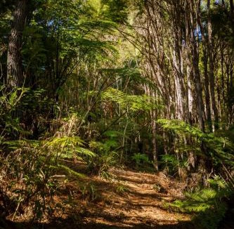 Kaiteriteri House | Kauri Cottage at Marble Hills - Marahau Holiday Home