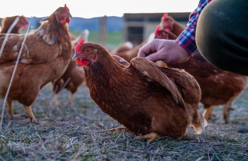 Ida Valley Hotel | Parkside Farm