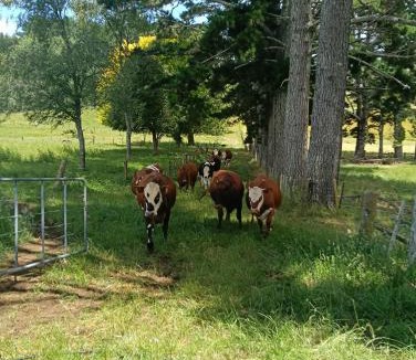 Te Pahu Bed & Breakfast | Karamu Homestead