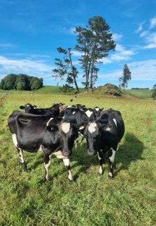 Rotorua House | Hiwi Farm Homestay - Peaceful Farm Retreat near Rotorua