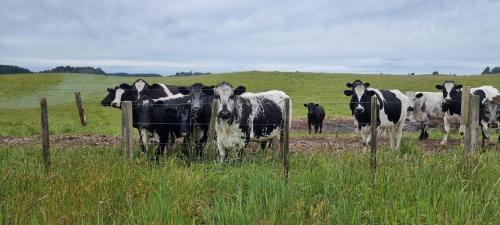 Rotorua House | Hiwi Farm Homestay - Peaceful Farm Retreat near Rotorua