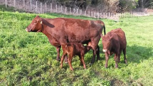 Richmond Downs House | Pheasant Hill Hideaway 10 min to Waihi Beach