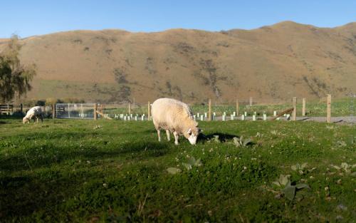 Mackenzie Country House | Tussock Views by Tiny Away