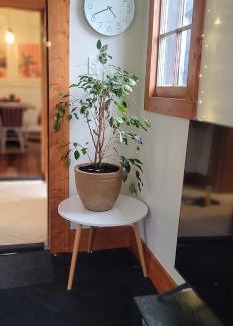 Solway House | Urban Cottage