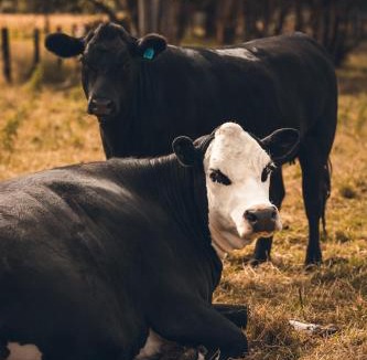 Te Horo House | Catley Lodge B&B Farmstay