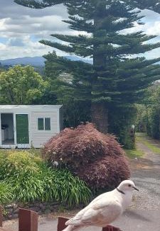 Tauranga Other | The White Cabin