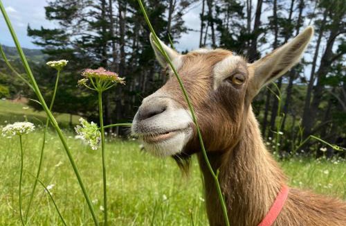 Waimauku Bed & Breakfast | Pukeatua Farmstay
