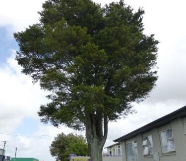 Levin Hotel | Totara Lodge Motel