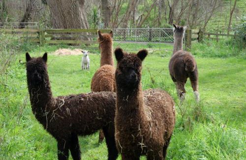 Masterton District House | Tinui Food Forest Cottage