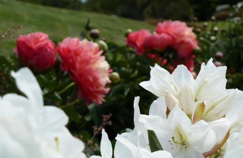 Akaroa Bed & Breakfast | L'abri Bed and Breakfast