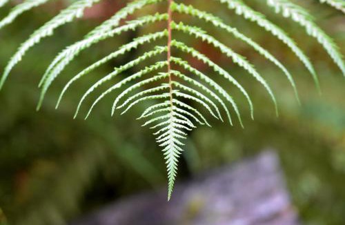 Franz Josef Glacier Hotel | Rainforest Deluxe