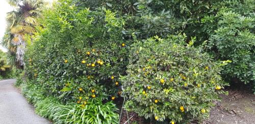 Taradale House | Citrus Cottage