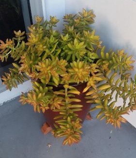 Tauranga House | Edgehill - semi self-contained eco friendly home