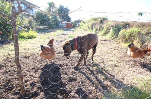 Ohope House | The Red Hen And Dog
