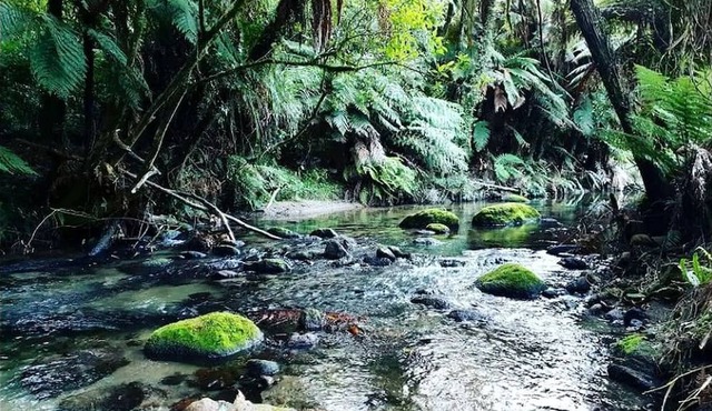 Gorgeous Rotorua Accommodation Perfect for Luxury Glamping, North Island in Rotorua