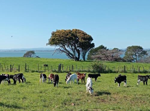 Country Farm Caravan Stay