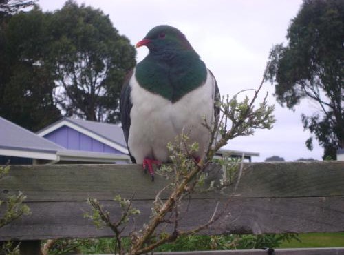 Catlins Newhaven Holiday Park in Owaka